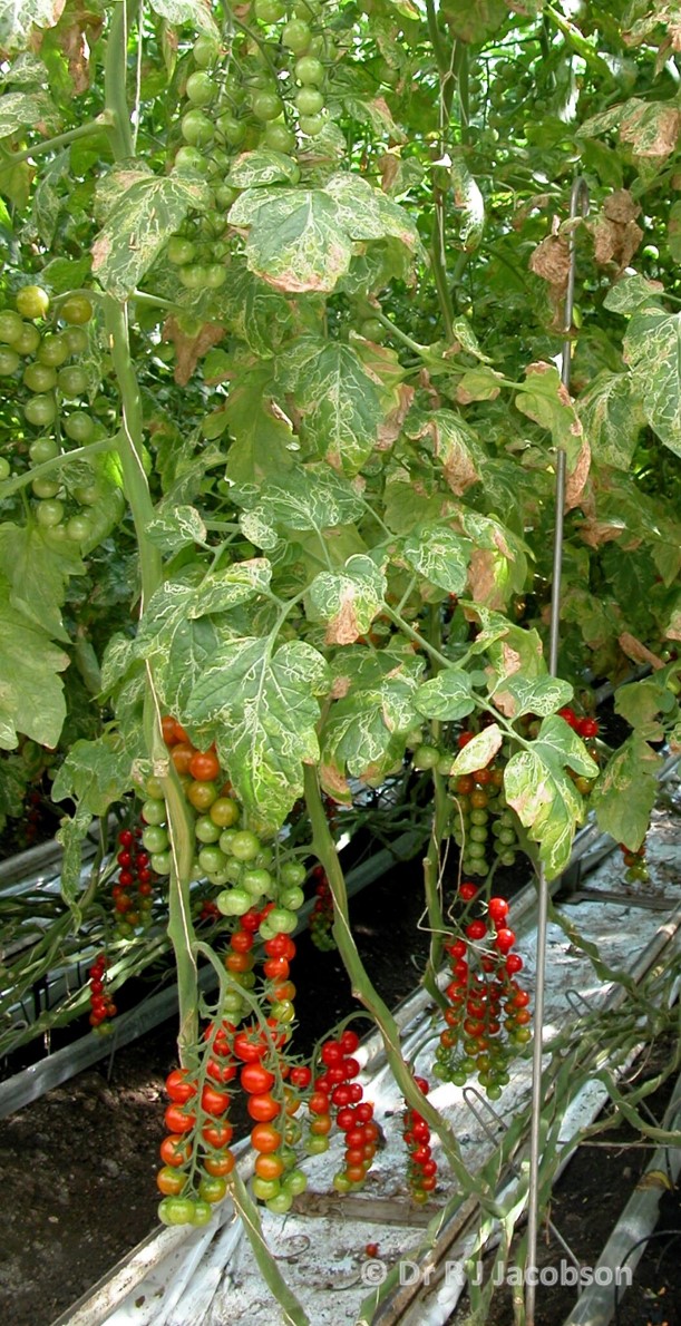 Tomato crop damage caused by Tuta absoluta. Copyright Dr R J Jacobson (RJC Ltd).